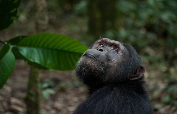 Uganda en esencia 2026